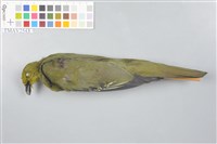 藏品(綠鳩)的圖片